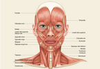 Do face exercises work? face yoga