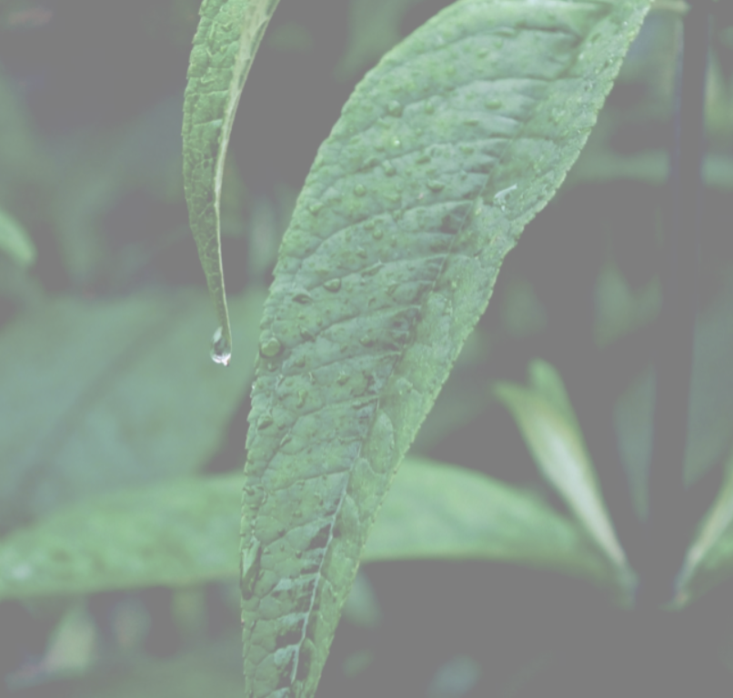 Glisn skin ferulic acid