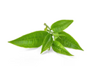 Best Ingredients for Fine Lines and Wrinkles