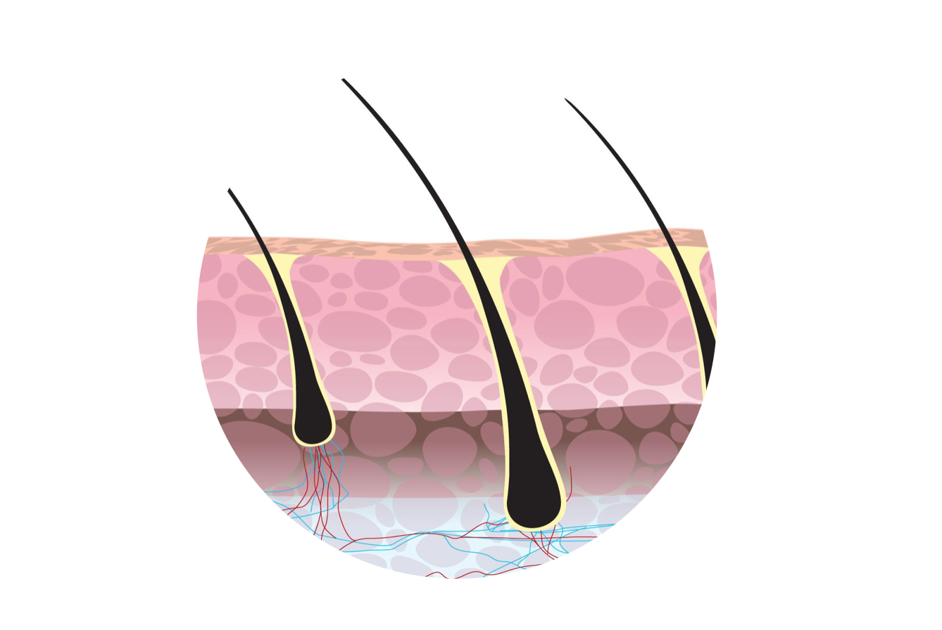 Did You Know Your Hair Is Dead Once It Leaves the Follicles?