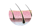 Did You Know Your Hair Is Dead Once It Leaves the Follicles?