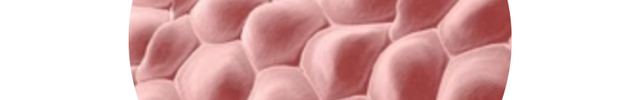 microscopic skin cells